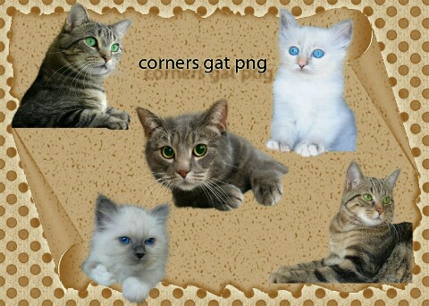 سكرابز قطط للتصميم Cats Clipart PNG Free 