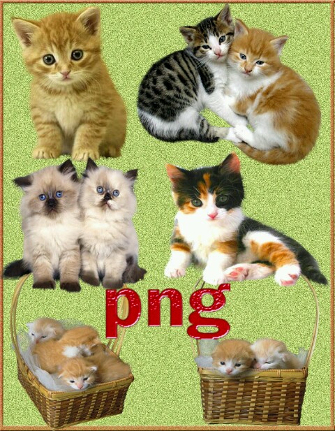سكرابز قطط للتصميم Cats Clipart PNG Free 
