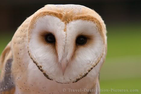 اجمل صور خلفيات بوم صور البوم - cute owl photos 