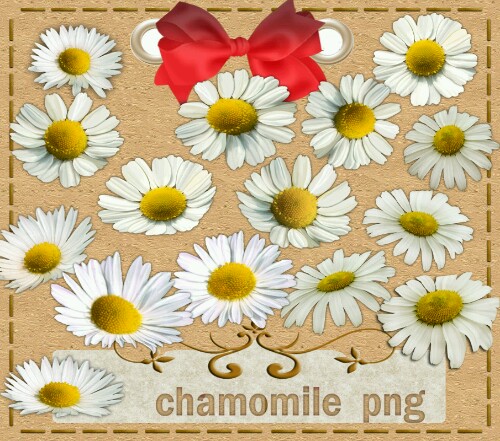 سكرابز زهره البابونج للتصميم Chamomile free png clipart 