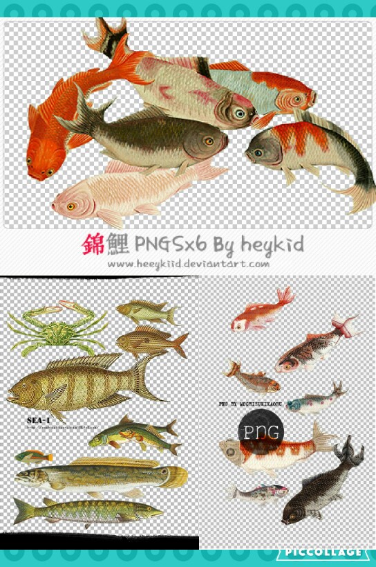 سكرابز اسماك ملونة مقصوصه للتحميل Colourful Fish PNG 