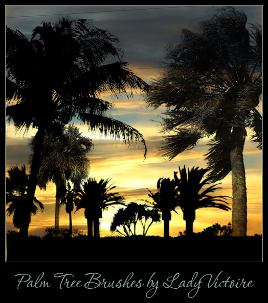 فرش اشجار النخيل للفوتوشوب Palm Tree Brushes Photoshop Set 