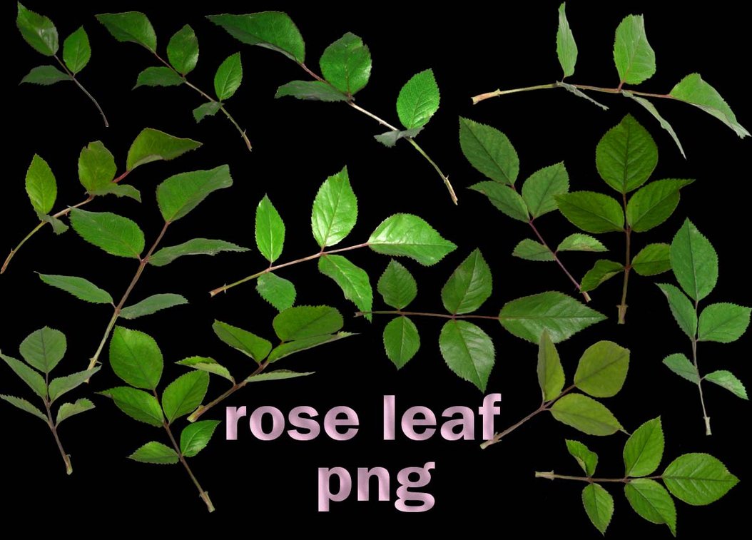 سكرابز غصون الورد مفرغه rose leaf clip art PNG 