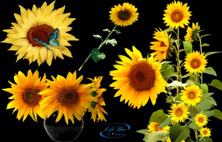 سكرابز قصاصات عباد الشمس Sunflower Clipart PNG free 
