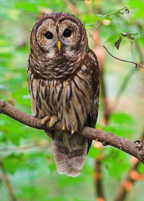 اجمل صور خلفيات بوم صور البوم - cute owl photos 