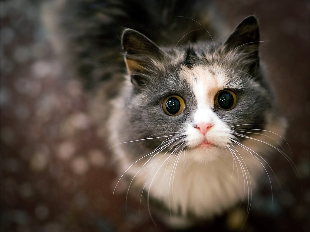اجمل خلفيات وصور القطط Cute Cats Wallpapers 